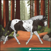 Horse Color:Gray Liver Chestnut Tobiano 