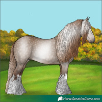 Horse Color:Gray White Spotted Liver Red Dun 