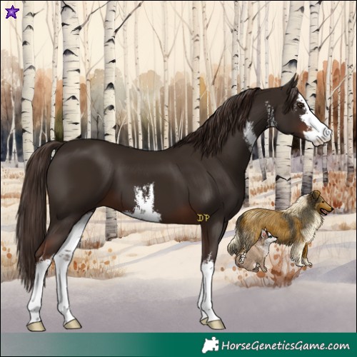 Horse Color:White Spotted Liver Chestnut 