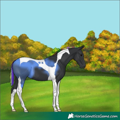 Horse Color:Painted Black Tobiano 