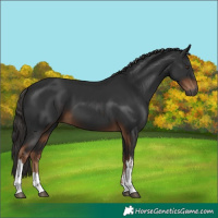 Horse Color:Gray White Spotted Liver Chestnut