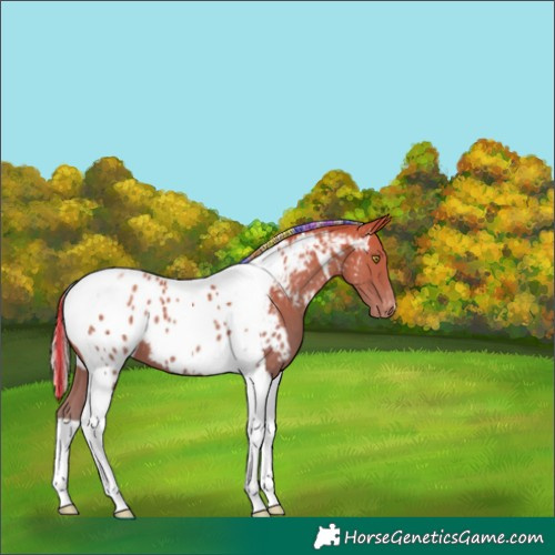 Horse Color:Painted Silver Amber Champagne Tobiano Appaloosa 
