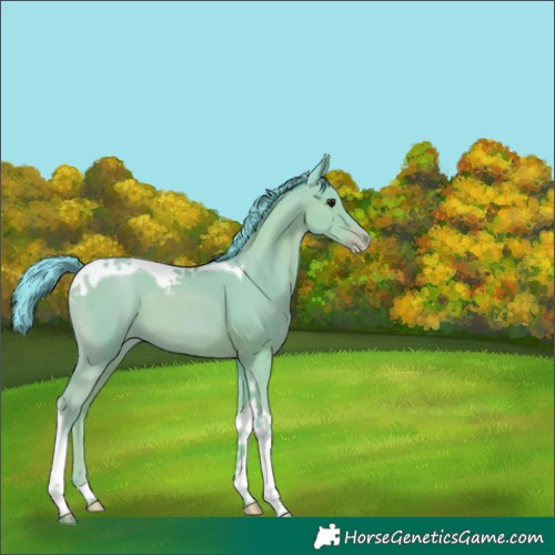 Horse Color:Watercolor Classic Champagne Tobiano 