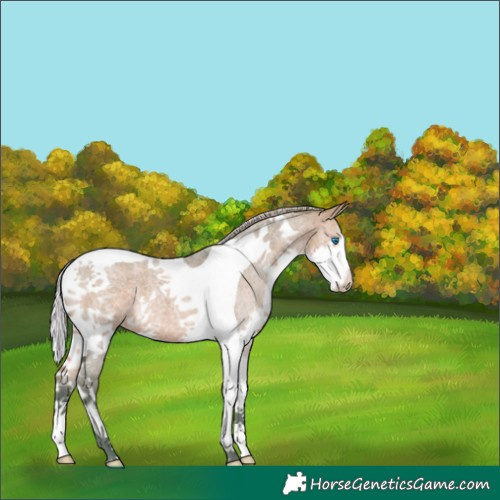 Horse Color:Watercolor Silver Brown Roan Dun Splash Tobiano 