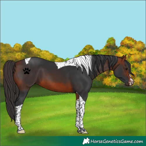 Horse Color:Bay Tobiano 