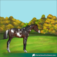 Horse Color:White Spotted Bay Sabino