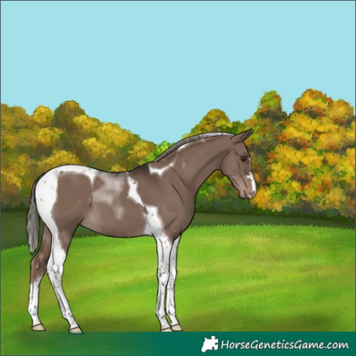 Horse Color:Liver Red Dun Mushroom Tobiano 