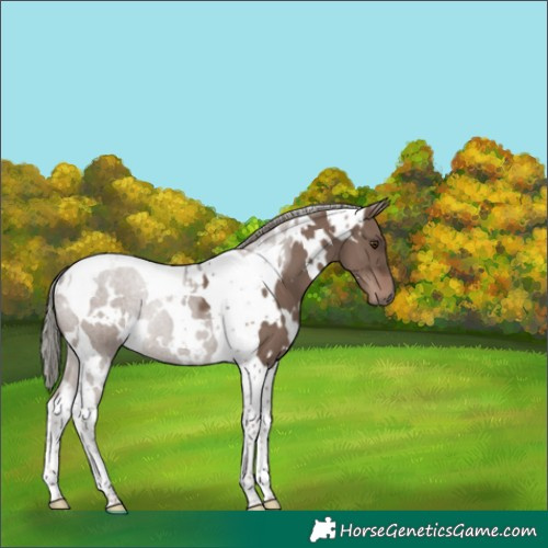 Horse Color:White Spotted Liver Red Dun Mushroom Tobiano 