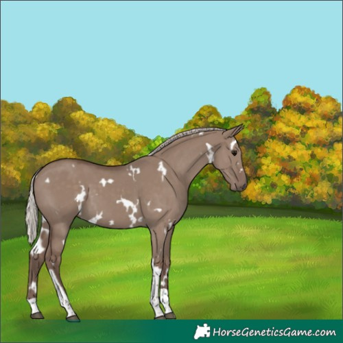 Horse Color:White Spotted Silver Grullo Tobiano 