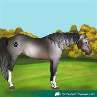 Horse Color:Gray White Spotted Bay