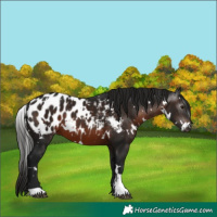 Horse Color:Gray White Spotted Brown Near Leopard 