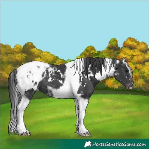 Horse Color:White Spotted Black Tobiano Appaloosa 