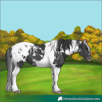 Horse Color:White Spotted Black Tobiano Appaloosa 