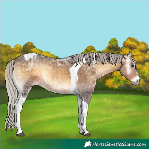 Horse Color:Silver Buckskin Ice Onyx Tobiano 