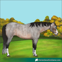 Horse Color:Gray Bay Roan Splash Rabicano