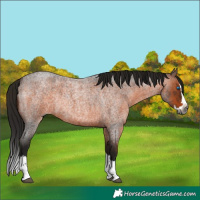 Horse Color:Gray Bay Roan Splash Rabicano 