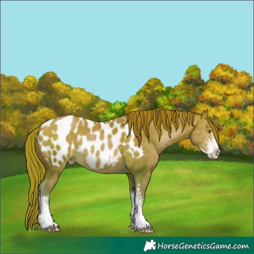 Horse Color:Bay Pearl Sabino Appaloosa