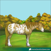 Horse Color:Bay Pearl Sabino Near Leopard 