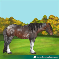 Horse Color:Bay Tobiano Varnish 