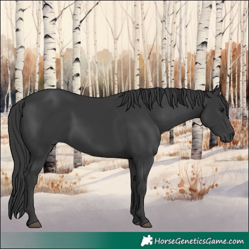Horse Color:Black 