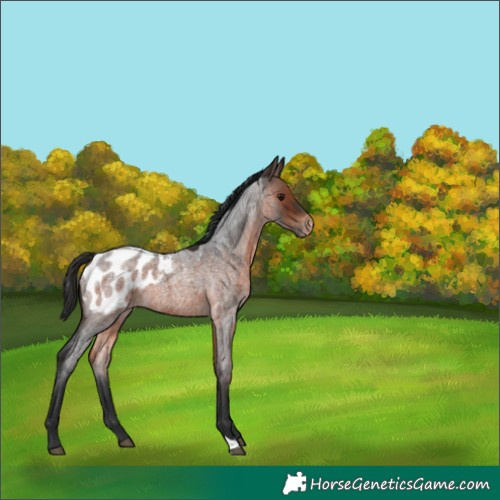 Horse Color:Brown Roan Appaloosa