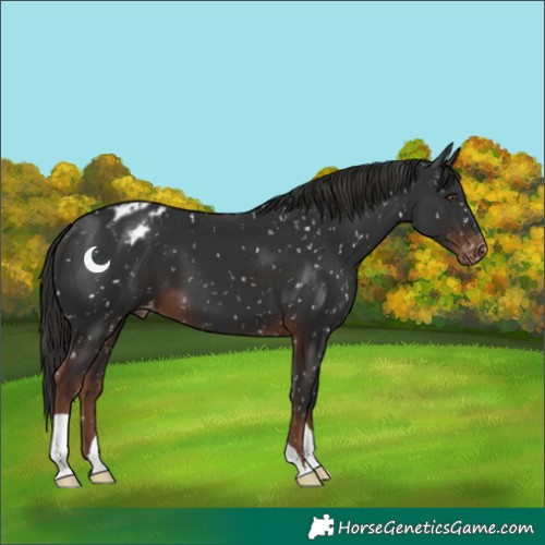 Horse Color:Liver Chestnut Snowflake Varnish 