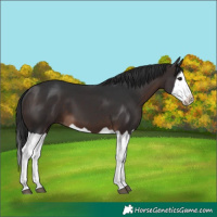 Horse Color:Brown Splash 