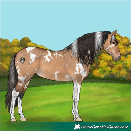 Horse Color:White Spotted Bay Dun Tobiano 