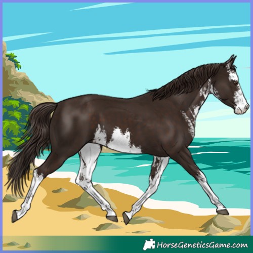 Horse Color:White Spotted Liver Chestnut 