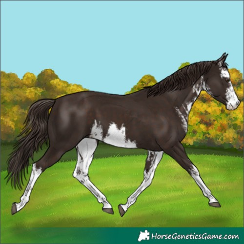 Horse Color:White Spotted Liver Chestnut
