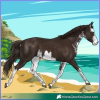Horse Color:White Spotted Liver Chestnut 
