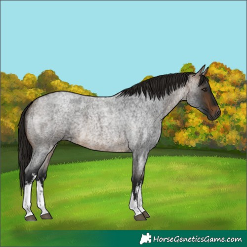 Horse Color:Gray White Spotted Buckskin Roan 