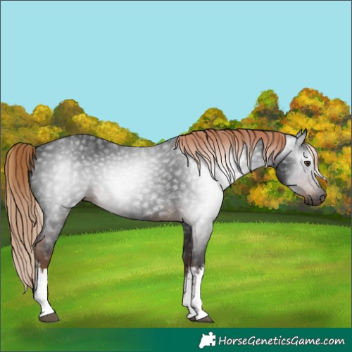 Horse Color:Gray White Spotted Liver Chestnut 