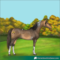 Horse Color:White Spotted Buckskin Tobiano 