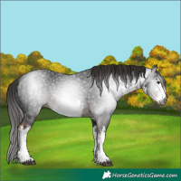 Horse Color:Gray White Spotted Liver Chestnut