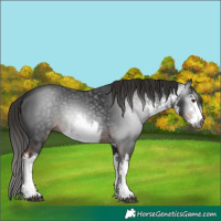 Horse Color:Gray White Spotted Liver Chestnut