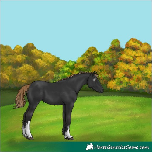 Horse Color:Gray White Spotted Liver Chestnut 
