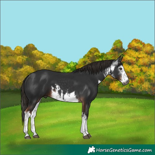 Horse Color:Gray White Spotted Liver Chestnut