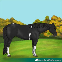 Horse Color:Gray White Spotted Smoky Black Tobiano 