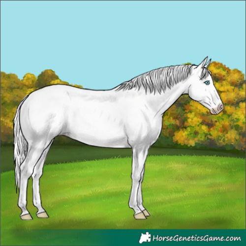 Horse Color:Cremello Dun 