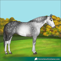 Horse Color:Gray White Spotted Brown 