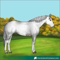 Horse Color:Gray White Spotted Brown 