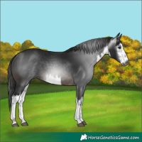 Horse Color:Gray White Spotted Brown