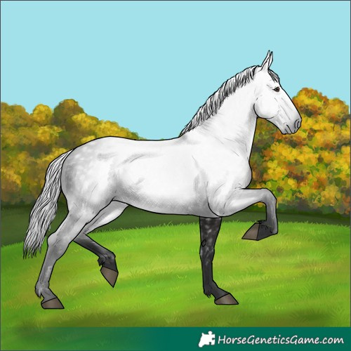 Horse Color:Gray White Spotted Liver Chestnut 