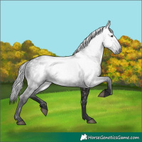 Horse Color:Gray White Spotted Liver Chestnut
