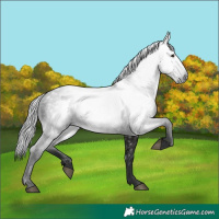 Horse Color:Gray White Spotted Liver Chestnut 