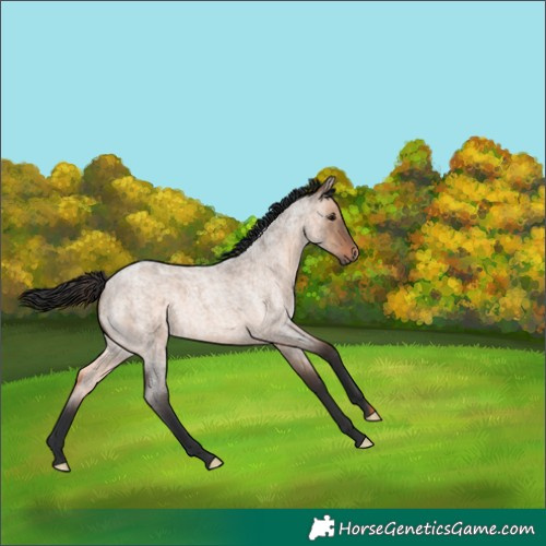 Horse Color:Brown Roan Dun 