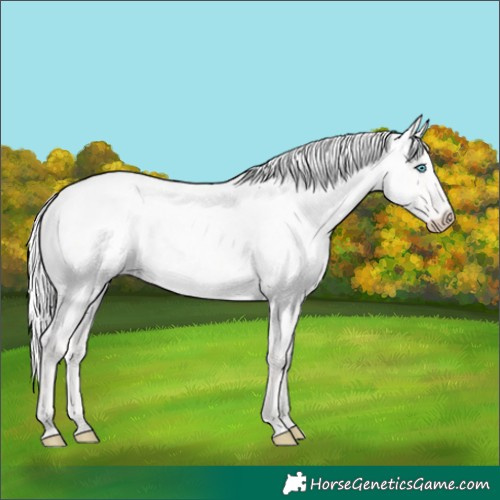 Horse Color:Cremello Roan Dun 