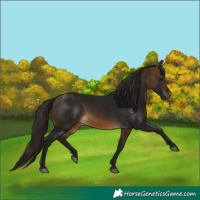 Horse Color:Gray White Spotted Buckskin 
