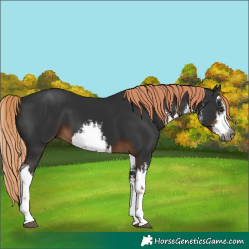 Horse Color:Gray White Spotted Liver Chestnut 